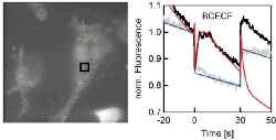 cellthermo