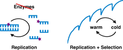 edc_ligation