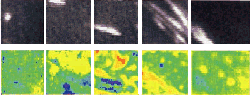 flic_vinculin_maps