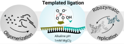 ligation