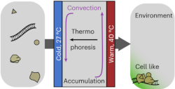 membraneless